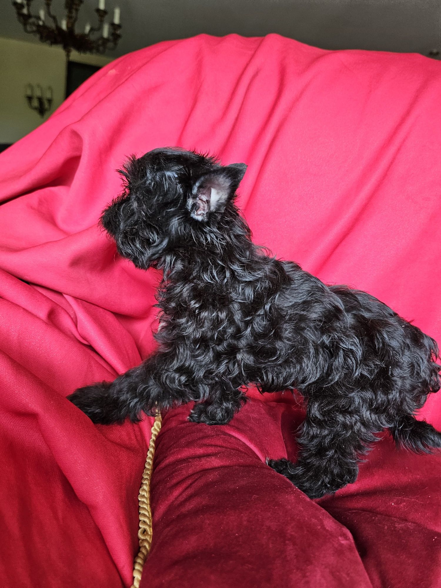 York terrier black suczka