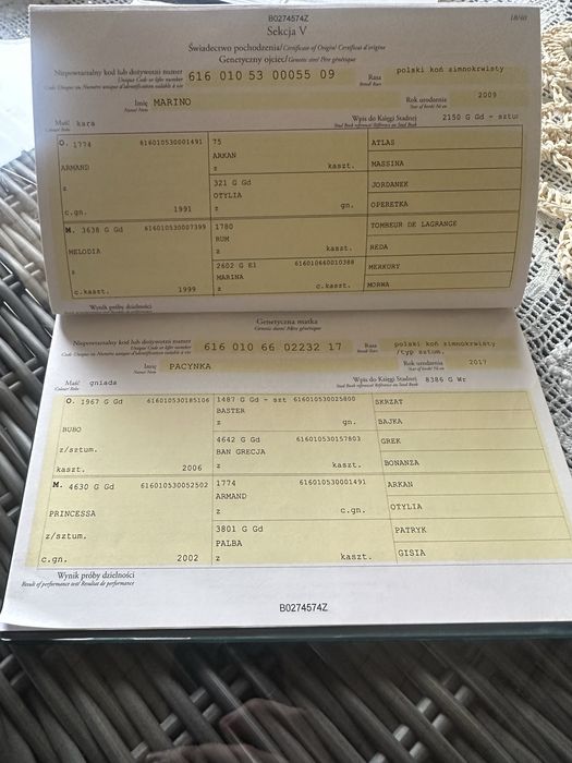 Klacz zimnokrwista w typie sztumskim, sztum