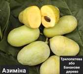 Азиміна Шенандоа( трирічні саджанці)