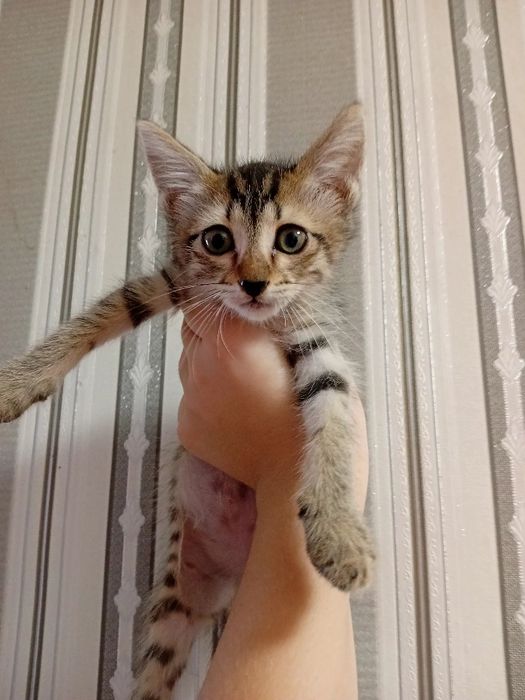 Віддаємо кошенят у хороші руки