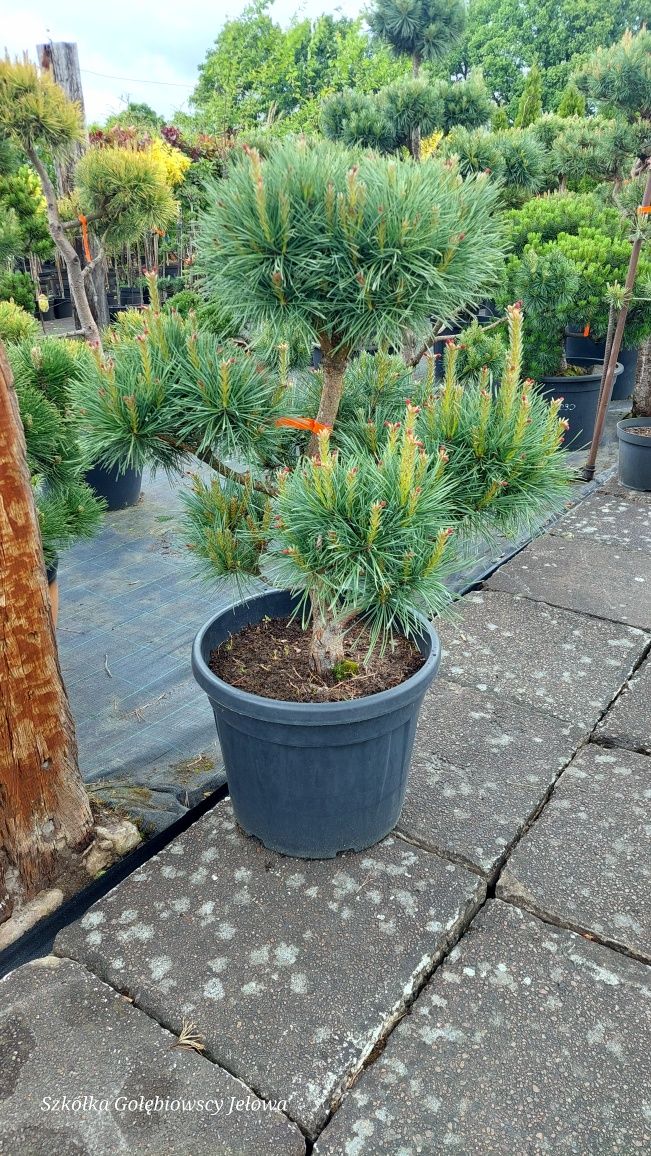 Rośliny formowane, Niwaki,Bonsai JEŁOWA GOŁĘBIOWSCY
