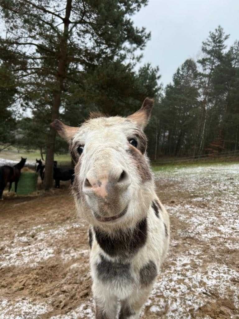 Domek do wynajęcia - dużo atrakcji !!!