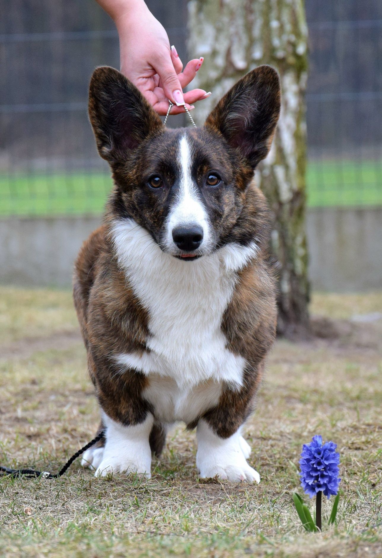 Welsh Corgi miot odbiór wrzesień/październik 2025!