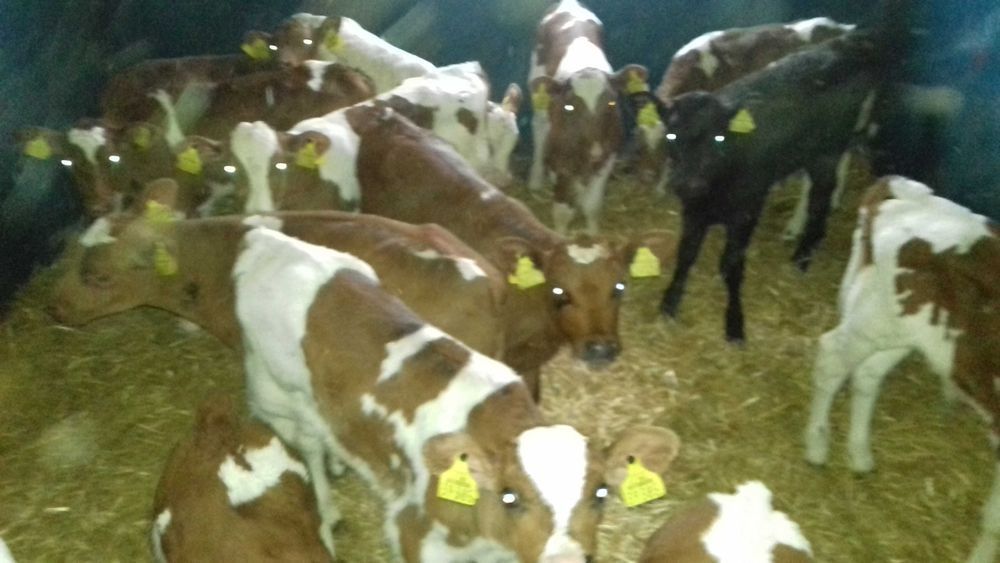 Cielęta, cielaki, byczki oraz jałówki mięsne, MM,MS,HF transport