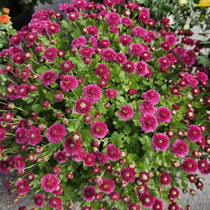 Шаровидна хризантема мультифлора