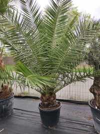 PALMA Phoenix Canariensis (Palma Królewska) 1.100,00 zł