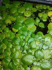 Plantas Flutuantes para Aquário