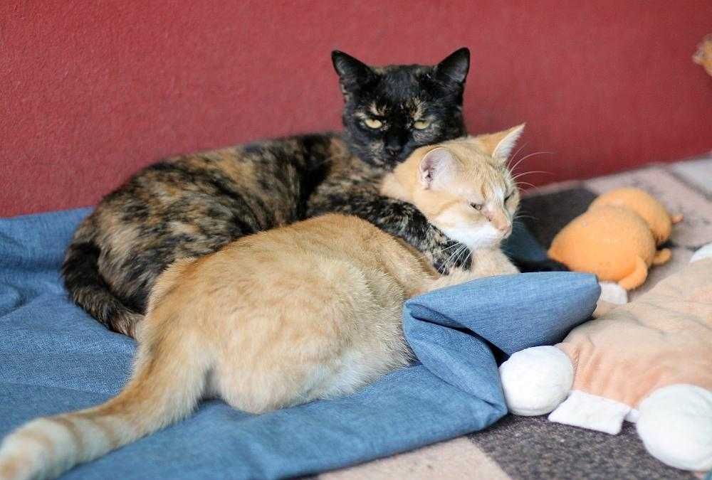 Dwie roczne koteczki do adopcji w dwupaku.