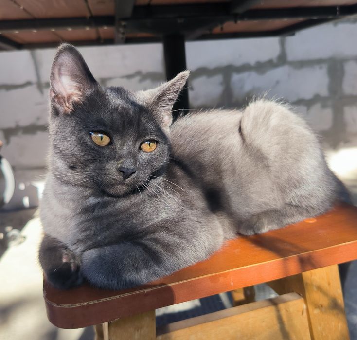 Шотландське прямовухе кошеня