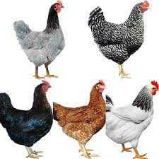 Kury nioski Rosa Leghorn Messa kurki z jajkiem 25tyg. Dowóz Gratis