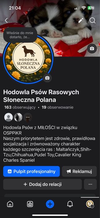 Chihuaua dł.włos z Rodowodem do odbioru