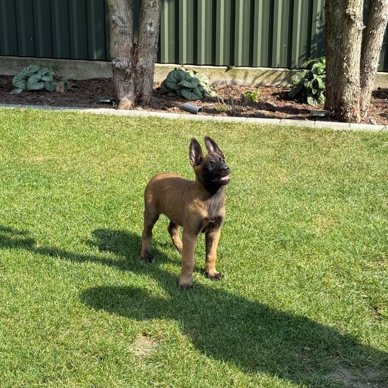 Owczarek  Belgijski Malinois