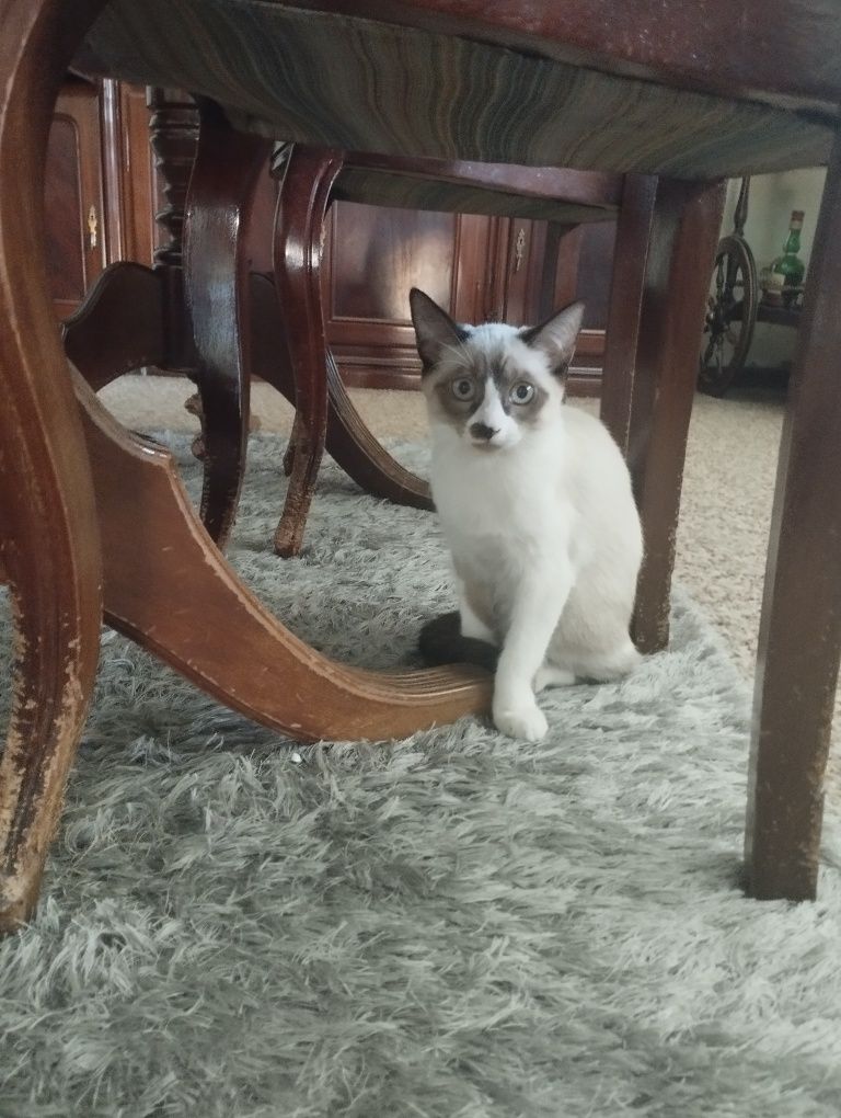 Gatinhas para adopção