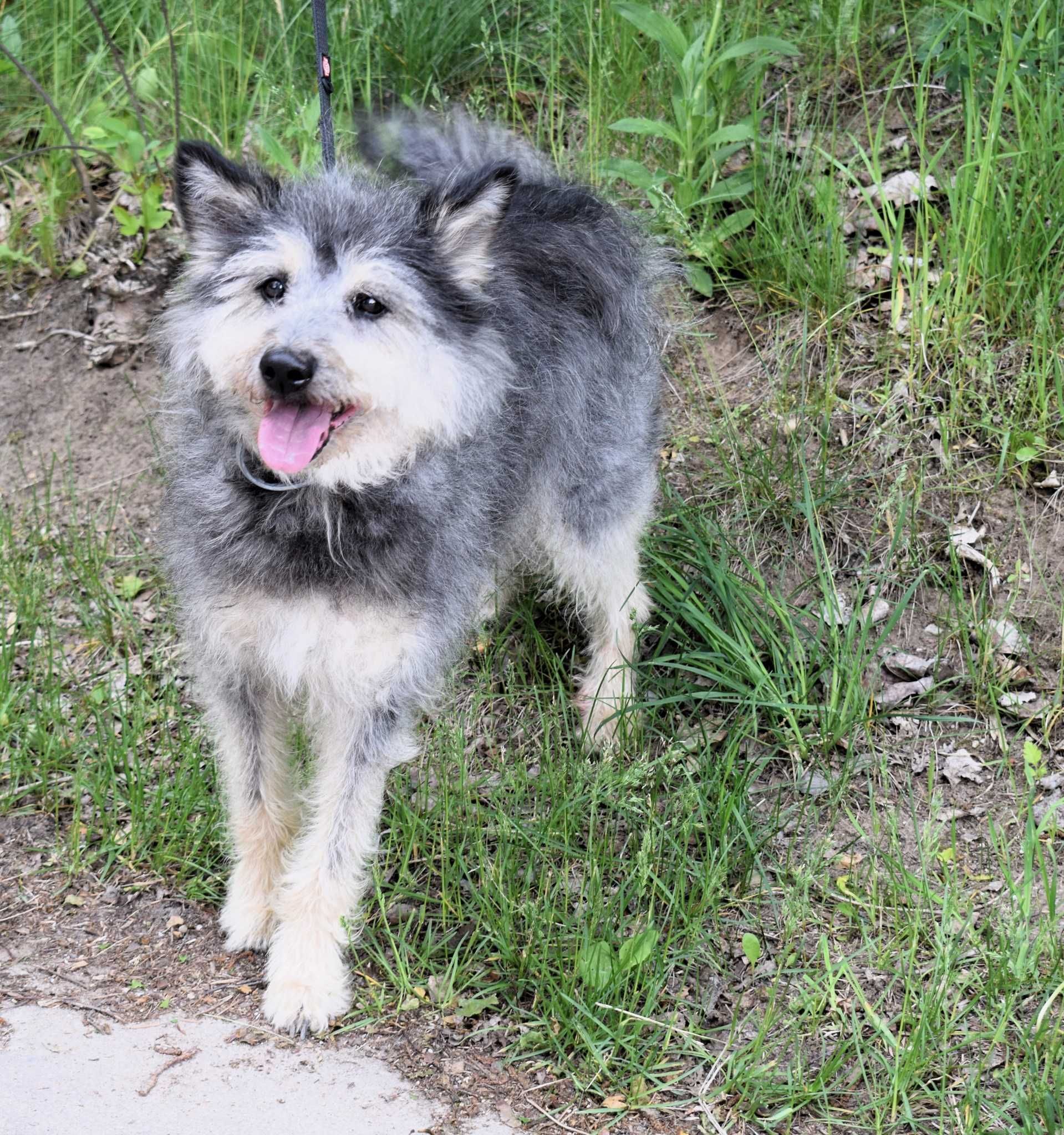 Gizmo – pies, który wciąż czeka...