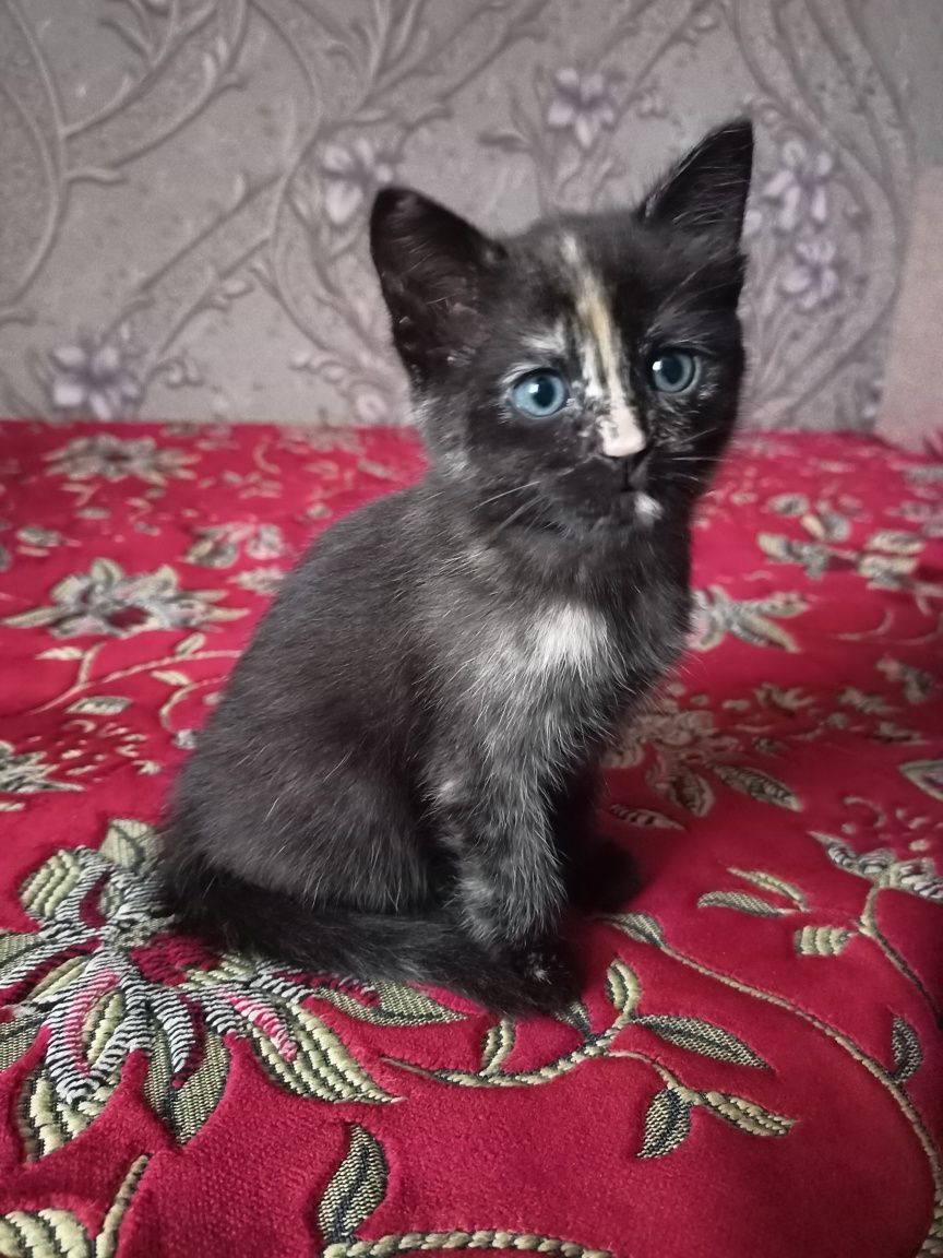 Віддам кошеня в добрі руки