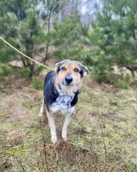 Donia w typie australian cattle dog