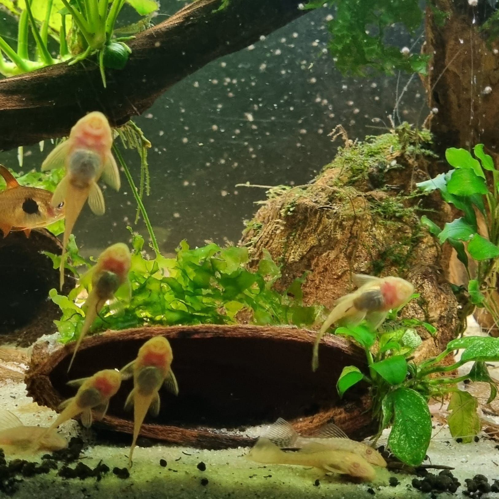 Ancistrus albinos