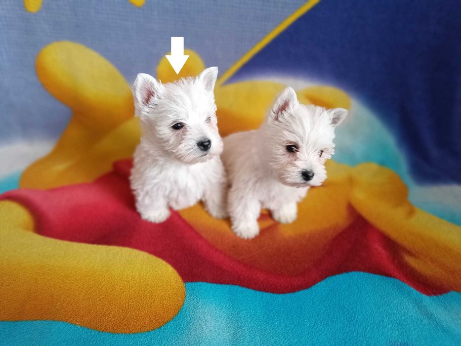 West Highland White Terrier piesek