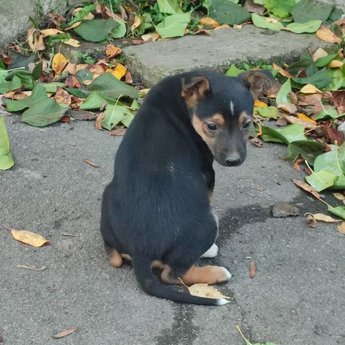 Цуценята в добрі руки (Бердичів і Житомир)