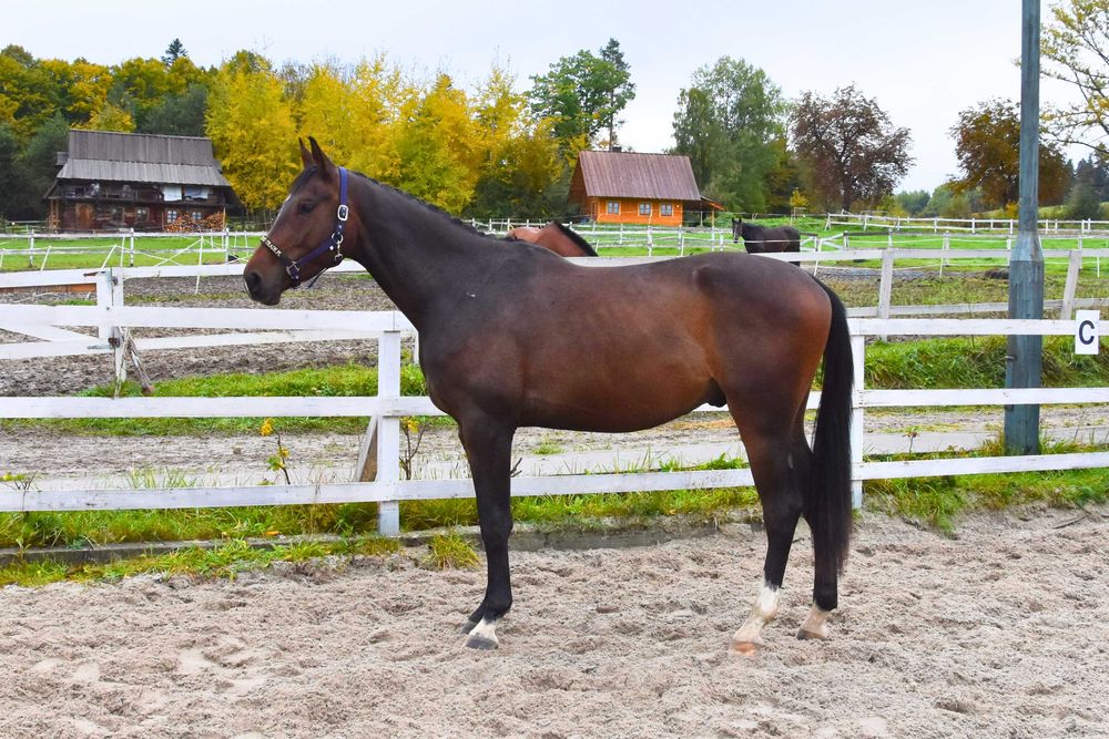 Sprzedam młodego, perspektywicznego wałacha do ujeżdżenia lub wkkw