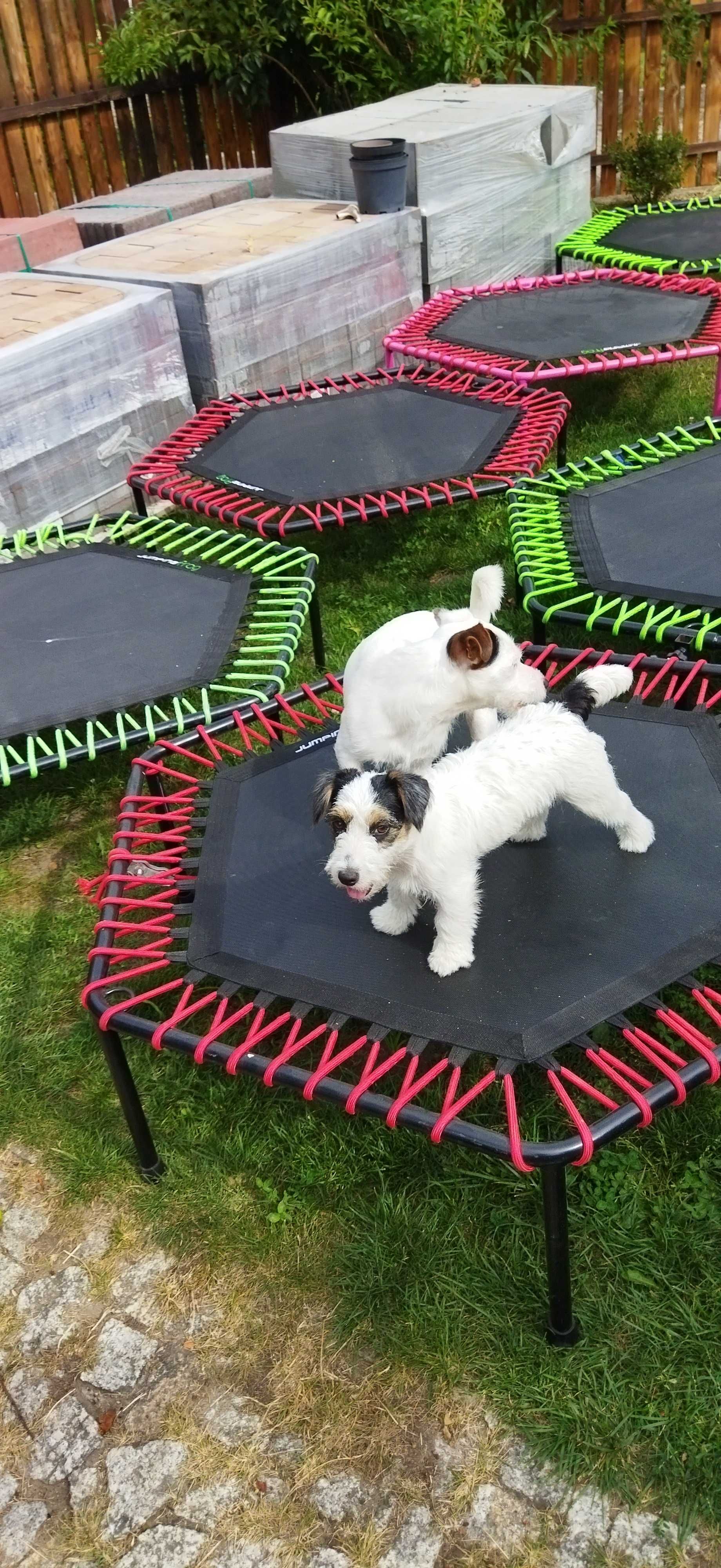 Trampoliny Jumping Frog 16szt. bardzo dobry stan