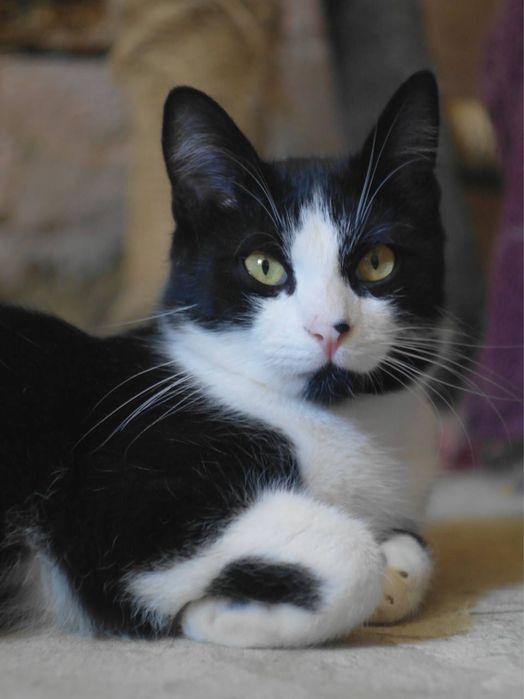 Кот котенок подросток черный белый черно белый