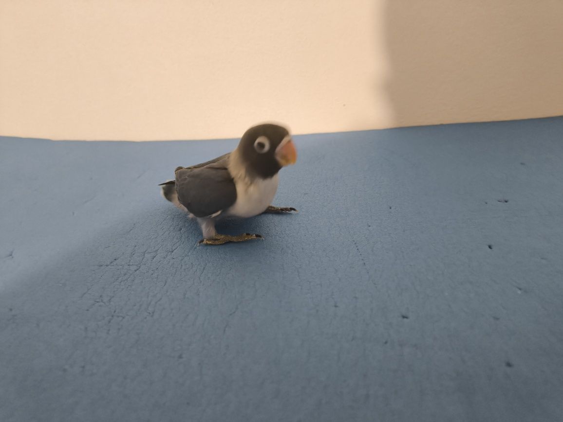 Agapornis Personatas