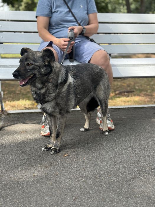 Собака спокійний характер дівчинка нижче коліна