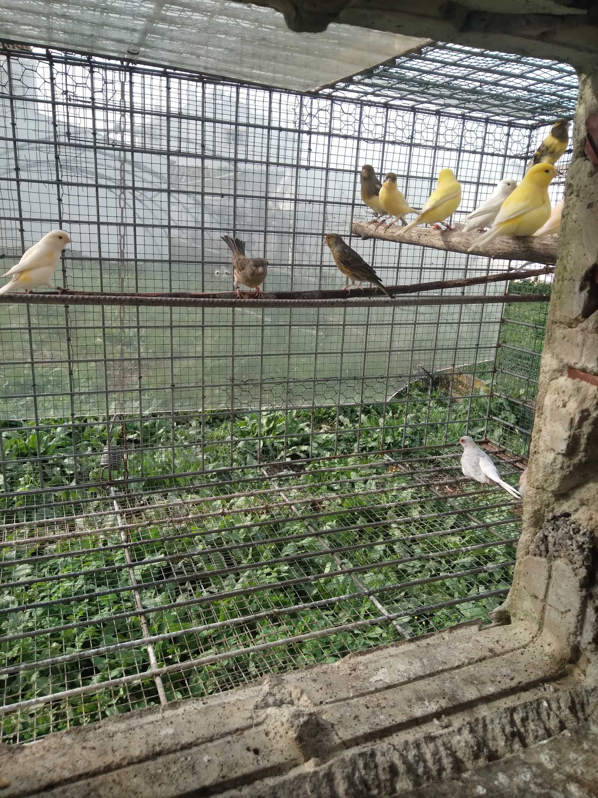 Troco  canários por aves de bico curvo