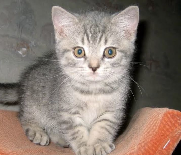 Продам шикарного котенка