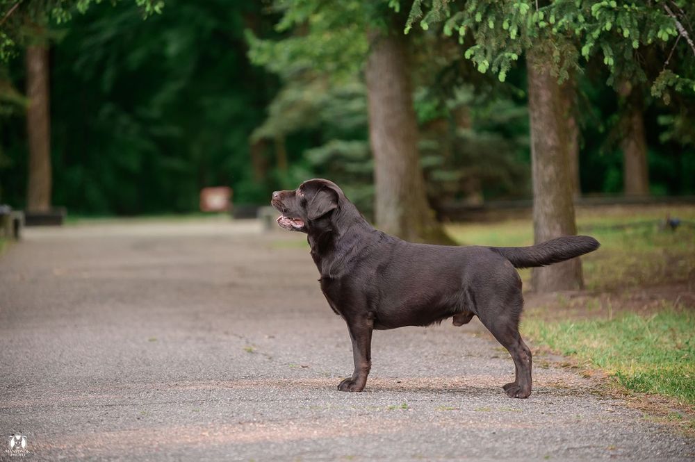 Титулованный, крепкий, красивый шоколадный лабрадор!