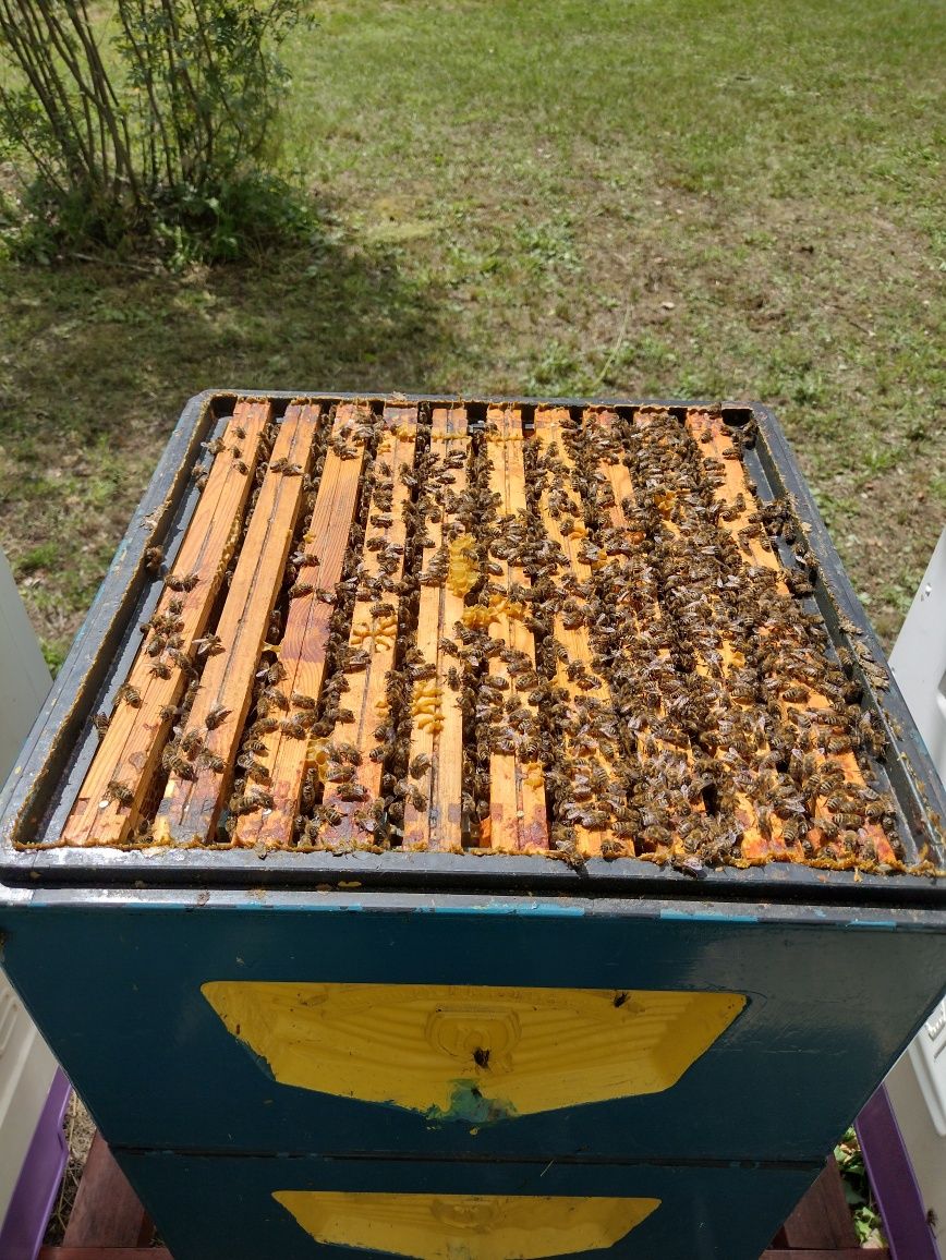 Pasieka, rodziny pszczele, ule wielkopolskie