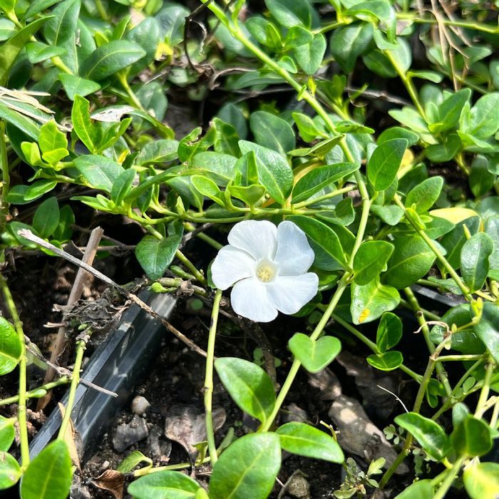 Barwinek pospolity 'Elisa' Miniaturowy Okrywowy (Vinca minor) 0.5L