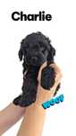 Maltipoo F1b przytulanki