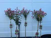 Krzewuszka - Weigela 'Styriaca'