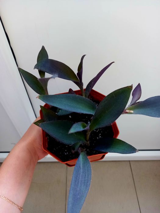 Продам кімнатні квіти.