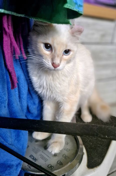 Curl American Kocurek point rudy z niebieskimi oczkami