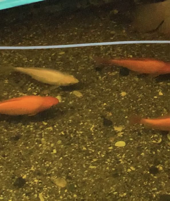 Peixes de agua fria para lagos