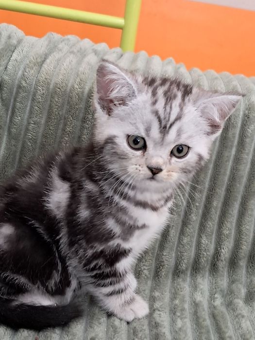 Мальчик! Великолепный плюшевый котёнок скотиш страйт редкого окраса!