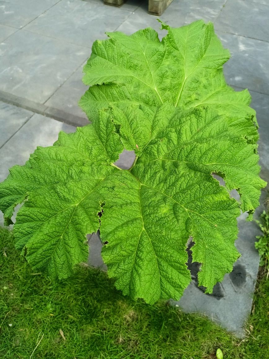Gunnera Brazylijska