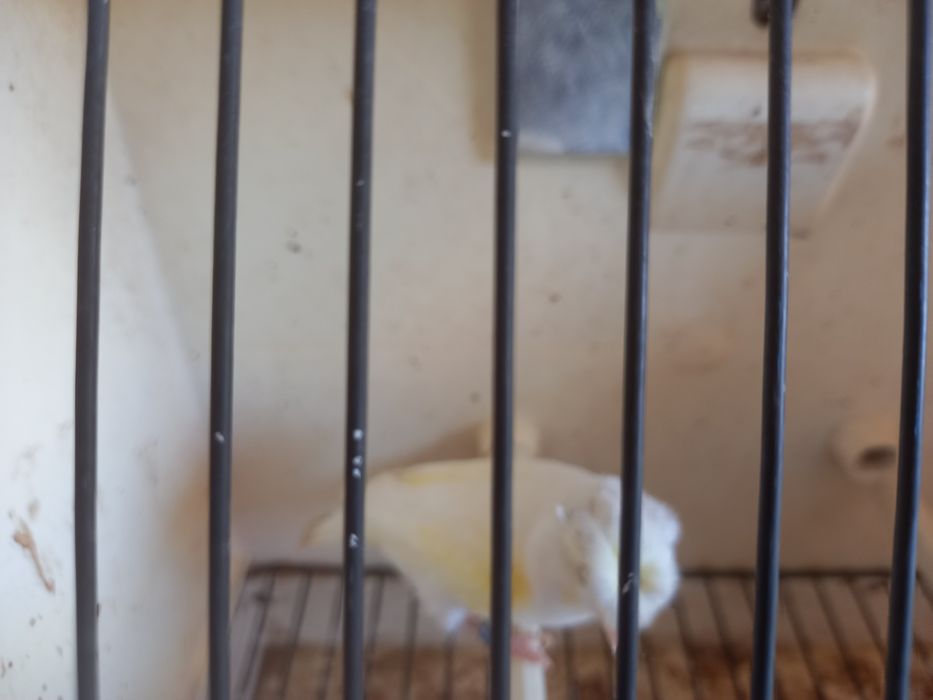 Canaria poupa alemão