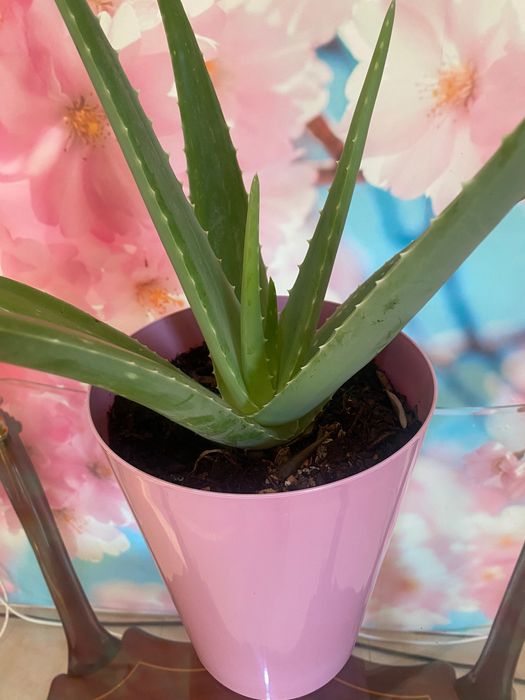 Aloé Vera Medicinal