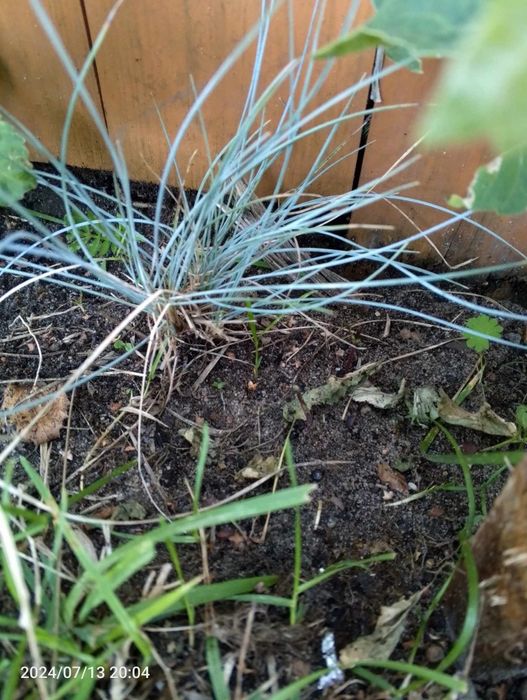 Kostrzewa sina 2 sadzonki