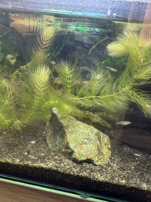 Głupiki endlera młode sztuki