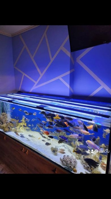 Akwarium 720l z Pyszczakami