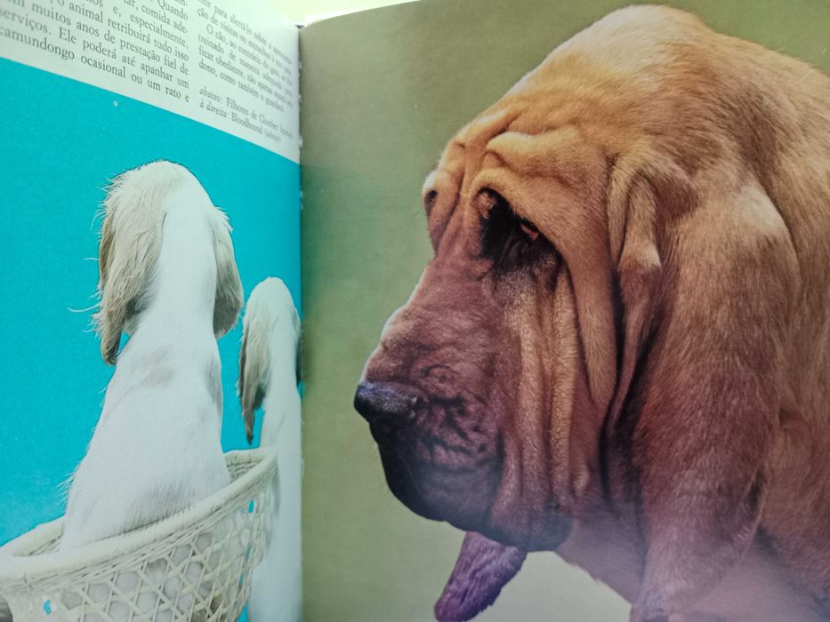 Cães - Fantástico Universo de Peggy Wratten - ano 1981
