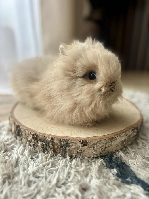Króliczek karzełek Teddy mini króliki