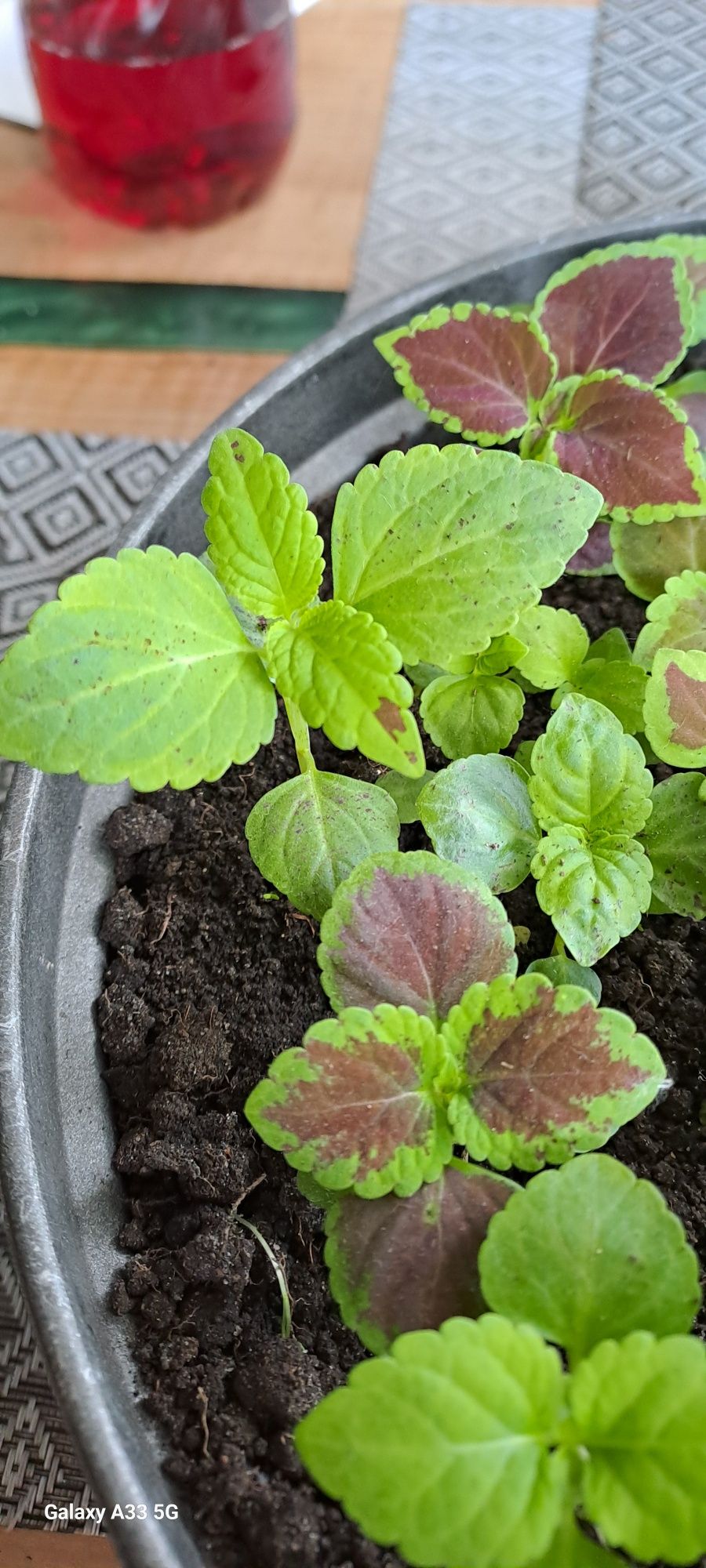Coleus/Pokrzywka