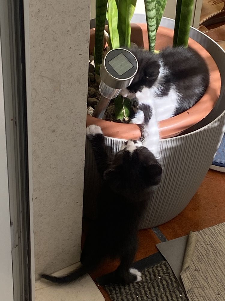 Gatinhos para adopcao responsavel