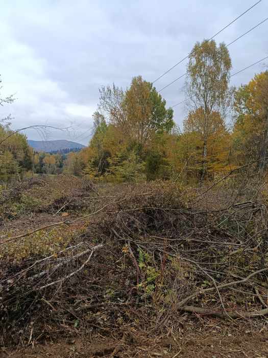 Mulczerowanie / mulczer leśny / wycinka drzew / czyszczenie działek